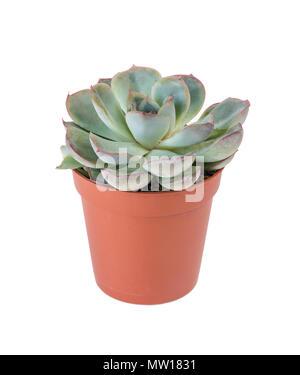 Blau-grüne Zimmerpflanze saftige Echeveria in Kunststoff Blumentopf auf weißem Hintergrund Stockfoto