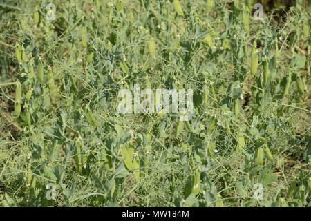 Grüne Erbsen im Feld. Wachsende Erbsen in das Feld ein. Die Ventilschäfte und Schoten von Erbsen. Stockfoto