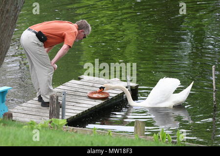 Abendessen Zeit für Swan Cob Stockfoto