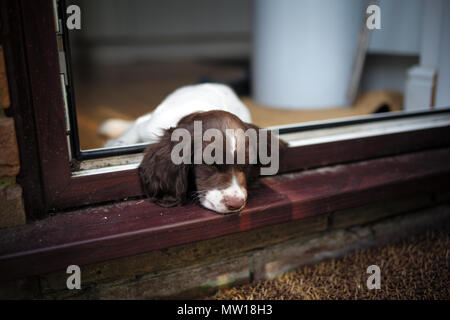 Einen 10 Wochen alten Welpen English Springer Spaniel, die gefallen ist eingeschlafen, die auf einer außerhalb der Türrahmen. Stockfoto