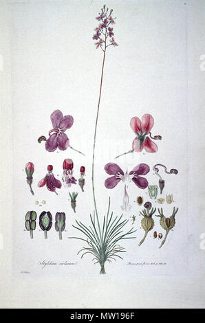 . Dies ist ein Scan der Platte 5 von Ferdinand Bauer Illustrationes Florae Novae Hollandiae. Die Anlage ist eriosyce Violaceum. Anfang des 19. Jahrhunderts. Ferdinand Bauer (1760-1826) 579 Eriosyce violaceum (Illustrationes Florae Novae Hollandiae Platte 5) Stockfoto