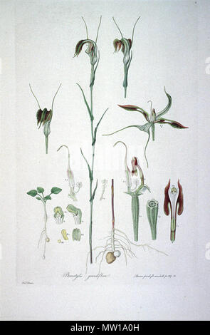 . Dies ist ein Scan der Platte 2 von Ferdinand Bauer Illustrationes Florae Novae Hollandiae. Die Anlage ist Pterostylis grandiflora. Anfang des 19. Jahrhunderts. Ferdinand Bauer (1760-1826) 505 Pterostylis grandiflora (Illustrationes Florae Novae Hollandiae Platte 2) Stockfoto