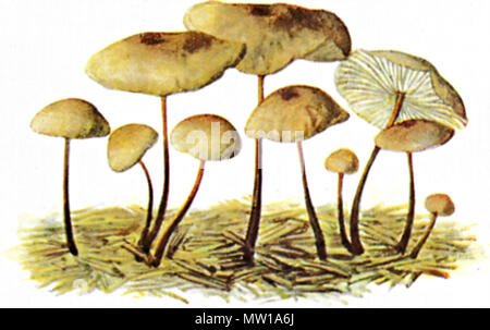 . English: Knoblauch-Schwindling (Marasmius scorodonius). 1897. Albin Schmalfuß 343 Knoblauchschwindling-2 Stockfoto