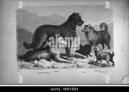 . English: / Dm Abbildungsverzeichnis S. XII: Tafel 5. Irländischer Wolfshund. Schafhund. Spitz. Eskimo-Hund. Hebridenhund. Vor 1876. Unbekannt; Leopold Fitzinger 585 Tafel 5 Fitzinger S217 Irischer Wolfshund Schafhund Stockfoto