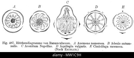 . Blumen Abbildung von mehreren Ranunculaceae: Eine Anemone officinalis, B Adonis autumnalis, C Aconitum napellus, D Aquilegia vulgaris, E Cimicifuga racemosa. vom 8. Juni 2006 gescannt.de: Benutzer: Griensteidl 512 Ranunculaceae flowerdiagrams Stockfoto