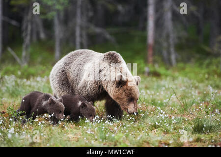 Mama Bär Spaziergänge in der Finnischen Taiga mit zwei kleine Welpen Stockfoto