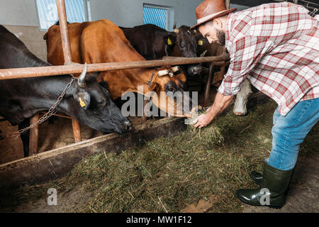 Bartgeier im mittleren Alter Landwirt in Hut und kariertem Hemd füttern Kühe im Stall Stockfoto