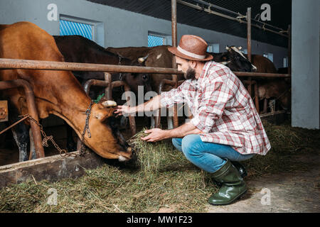 Bartgeier im mittleren Alter Landwirt in Hut und kariertem Hemd füttern Kühe im Stall Stockfoto