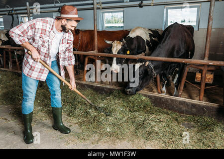 Lächelnd bärtigen Erzeuger, Gabeln und Fütterung Kühe im Stall Stockfoto
