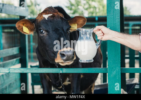 7/8 Schuß von Bauer Holding Glas Krug mit frischer Milch, während in der Nähe von Kuh stehend Stockfoto