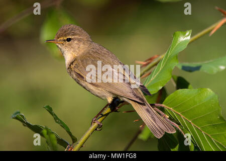 Gemeinsame chiffchaff (Phylloscopus collybita) sitzt auf Zweig, Baden-Württemberg, Deutschland Stockfoto