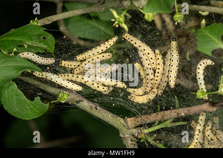 Raupen der Europäischen Spindel Geist Motte (Yponomeuta cagnagella) in Ihre Web auf dem Strauch (Euonymus europaeus) Stockfoto