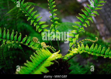 Farn fiddlehead Entfaltung mit selektiven Fokus in neues Blatt Stockfoto