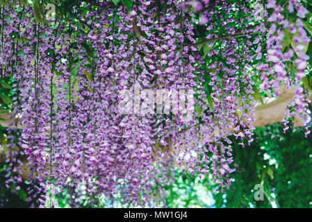 Wisteria Blumen in einem Park. Wisteria blühen auf der Insel Mainau, Deutschland. Stockfoto
