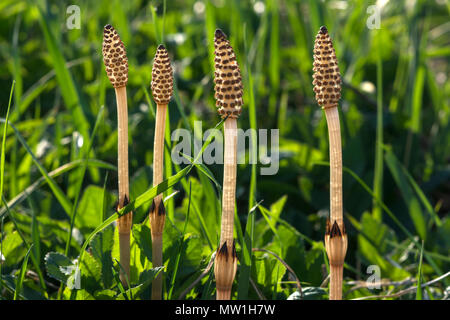 Ackerschachtelhalm (Equisetum arvense), Blüten, Bayern, Deutschland Stockfoto