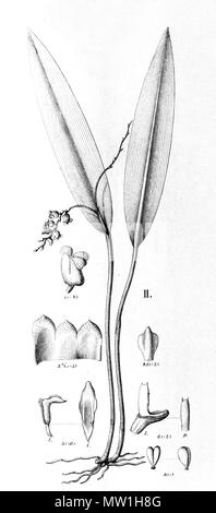 . Abbildung: Acianthera parahybunensis (syn. Physosiphon parahybunensis). Zwischen 1893 und 1896. Alfred Cogniaux (1841-1916) 25 Acianthera parahybunensis (als Physosiphon parahybunensis) - Ausschnitt aus Fl. Br. 3-4-118-Abb. II. Stockfoto