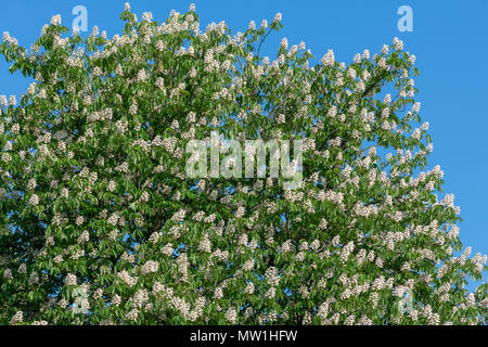 Blühende Rosskastanie (Aesculus hippocastanum), Hessen, Deutschland Stockfoto