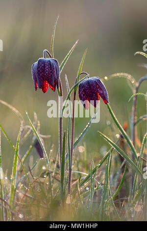 Die Lila Schlange Kopf fritillaries (Fritillaria meleagris), mit Tautropfen, Hessen, Deutschland Stockfoto