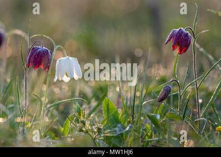 Lila und Kopf fritillaries's white Snake (Fritillaria meleagris), mit Tautropfen, Hessen, Deutschland Stockfoto