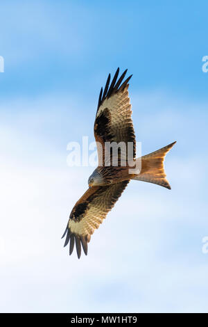 Rotmilan (Milvus milvus) im Gleitflug, Baden-Württemberg, Deutschland Stockfoto