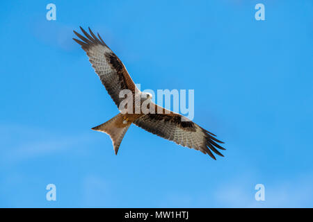 Rotmilan (Milvus milvus) Segelfliegen vor blauem Himmel, Baden-Württemberg, Deutschland Stockfoto