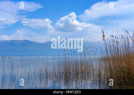 Schilf am Ufer des Sees, in der Nähe von Ohrid Piskupat, Korca region, Albanien Stockfoto