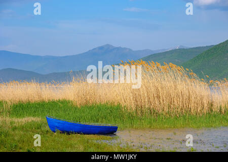 Blaues Fischerboot vor Schilf am Ufer des Sees, großen Prespa Prespa See, National Park, in der Nähe von Korça, Albanien Stockfoto