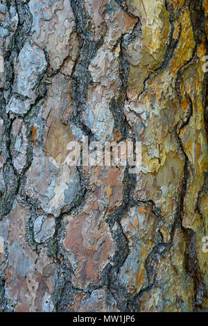Baum Stamm einer Kiefer (Pinus sylvestris), Rinde, Deutschland Stockfoto