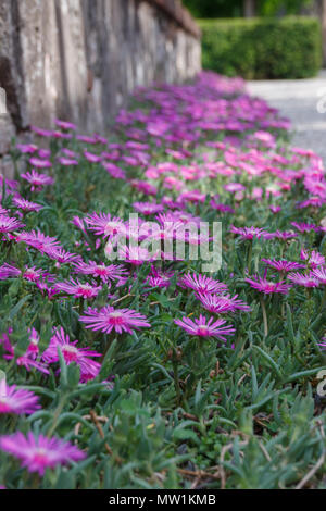 Aster Blumen in voller Blüte an einem Weg in einem Park vor einer Wand Stockfoto