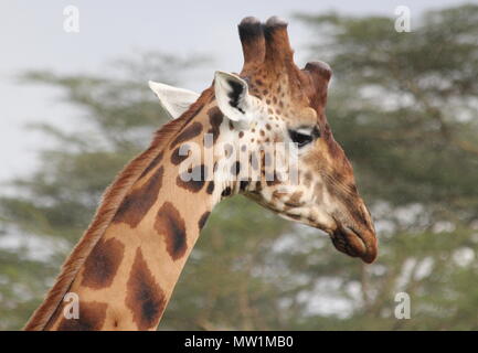 Kopf der Giraffe gegen grüne Baum Hintergrund Stockfoto