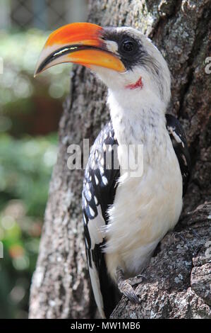 Yellow-billed Hornbill sitzen auf einem Baum Stockfoto