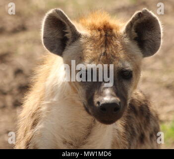 Angesichts einer Baby Hyäne Stockfoto