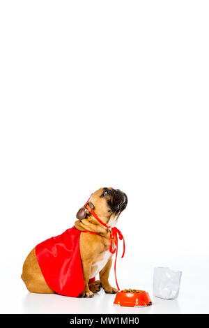 Bezaubernde französische Bulldogge in Superheld Kostüm in der Nähe der Schüssel voller Hundefutter isoliert auf weißem Sitzen Stockfoto