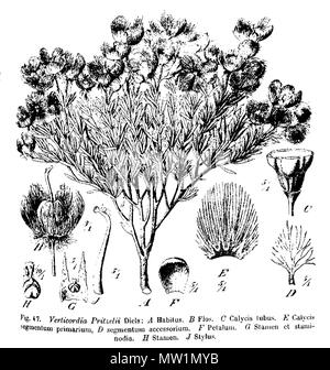 . Botanische Illustrationen von pritzelii Verticordia, zeigt Merkmale von Blumen, aus. 1905. (L. Diels und E.Pritzel) Illustrator TBA 629 Verticordia Pritzel Abb. 47 (Erntegut) Stockfoto