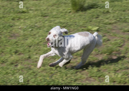 Glücklicher Hund, frei und in Prospect Park laufen während der "ohne Leine stunden Brooklyn, New York, Stockfoto