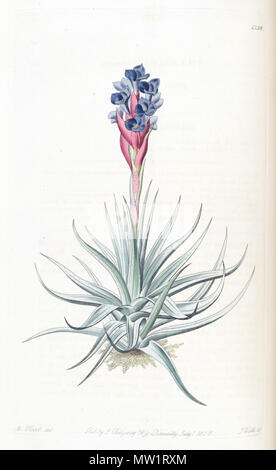 . Tillandsia Stricta. 1830. M. Hart (Illustrator) und Watt (Stecher) 607 Tillandsia Stricta-Edwards Vol.16 (1830) pl. 1338 Stockfoto