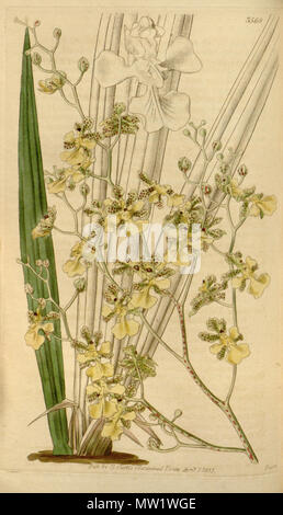 . Abbildung: Trichocentrum cebolleta (syn. Oncidium cebolleta). 1837. Wahrscheinlich Walter Hood Fitch (1817-1892) oder William Jackson Hooker (1785 - 1865, Herausgeber der neuen Serie) (diese Zeichnung nicht unterschrieben wurde), Lithographie von Joseph Swan 615 Trichocentrum cebolleta (als Oncidium cebolleta) - Curtis '64 (K.A. 11) pl. 3568(1837) Stockfoto