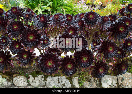 Aeonium Arboretum atropurpureum am Tresco Abbey Gardens Stockfoto