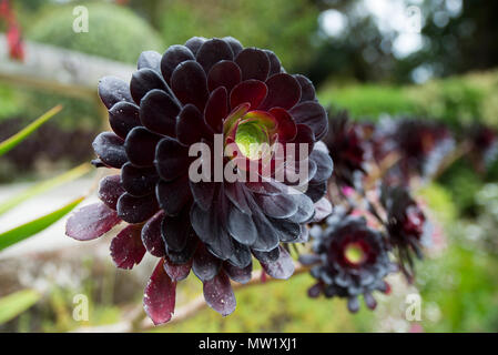 Aeonium Arboretum atropurpureum am Tresco Abbey Gardens Stockfoto