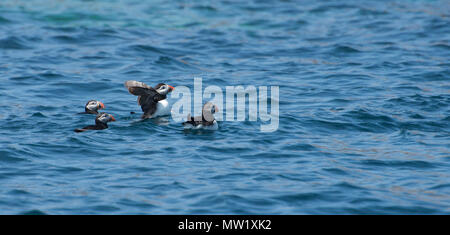 Papageientaucher auf dem Meer vor den Scilly-Inseln Stockfoto