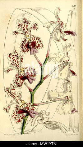 . Abbildung: Vanda tricolor (syn. Vanda suavis). 1860. Walter Hood Fitch (1817-1892) del. et lith. Beschreibung von William Jackson Hooker (1785-1865) 625 Vanda tricolor (als Vanda suavis) - Curtis '86 (Ser. 3 Nr. 16) pl. 5174 (1860) Stockfoto