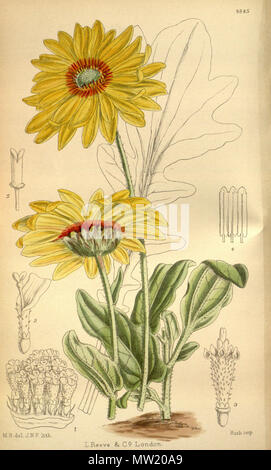 . Venidium macrocephalum (=Arctotis fastuosa), Asteraceae. 1920. M.S. Del., J.N.F. lith. 628 Venidium macrocephalum 146-8845 Stockfoto