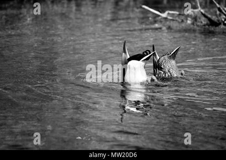 Zwei Enten tauchen im Wasser. Stockfoto