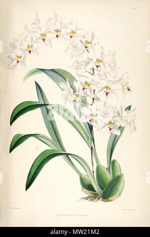 . Abbildung: Odontoglossum Nobile (syn. Odontoglossum pescatorei). 1874. Walter Hood Fitch del. et lith. James Bateman Ed 452 Odontoglossum Nobile (als Odontoglossum pescatorei)-pl. 5 Bateman - eine Monographie von Stockfoto