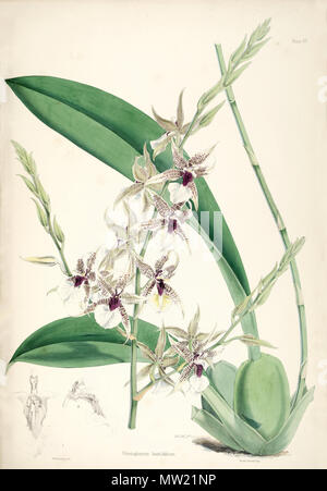 . Abbildung: Oncidium hastilabium (syn. Odontoglossum hastilabium). 1874. Walter Hood Fitch del. et lith. James Bateman Ed 456 (wie Odontoglossum Oncidium hastilabium hastilabium)-pl. 7 - Bateman, Odont Monogr. Stockfoto