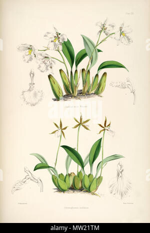 . Illustration von: Top: Rhynchostele Rossii (syn. Odontoglossum warnerianum, auf dieser Platte namens O. Warneri)) Unten: Rhynchostele stellata (syn. Odontoglossum stellatum). 1874. Walter Hood Fitch del. et lith. James Bateman Ed 520 Rhynchostele Rossii (als Odontoglossum warnerianum) und Rhynchostele stellata (als Odontoglossum stellatum)-pl. 13 - Bateman, Odont Monogr. Stockfoto