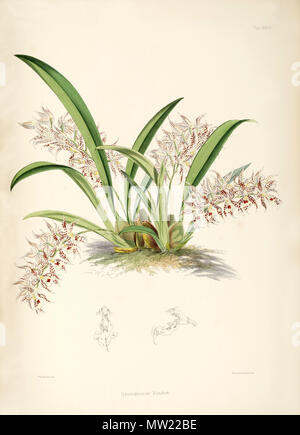 . Abbildung: Odontoglossum blandum. 1874. James Bateman (1811-1897) 452 Odontoglossum blandum Stockfoto