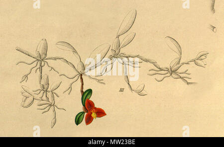 . Abbildung: Maxillaria sophronitis (syn. Ornithidium sophronitis). 1858. Heinrich Gustav Reichenbach (1823-1889) 408 Maxillaria sophronitis (als Ornithidium sophronitis)-Abb. III von Xenia vol1 pl 84 (1858) Stockfoto