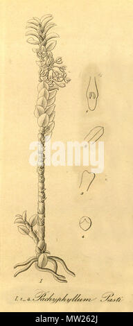. Abbildung: Pachyphyllum pastii Pachyphyllum pasti (geschrieben). 1858. Heinrich Gustav Reichenbach (1823-1889) 462 Pachyphyllum pastii - Abb. I, von Xenia vol1 pl 58 (1858) Stockfoto