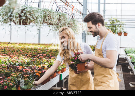 Paar Gärtner, die die Töpfe mit Blumen im Gewächshaus Stockfoto